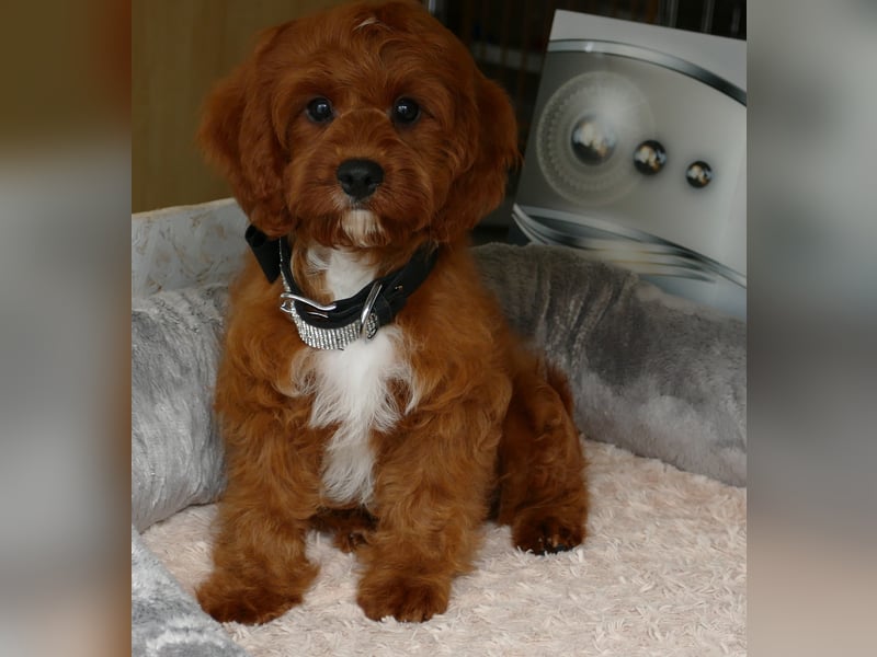 Wunderschöne Cavapoo Welpen F1 (Toypudel/Zwergpudel + Cavalier King Charles Spaniel) mit Ahnentafel