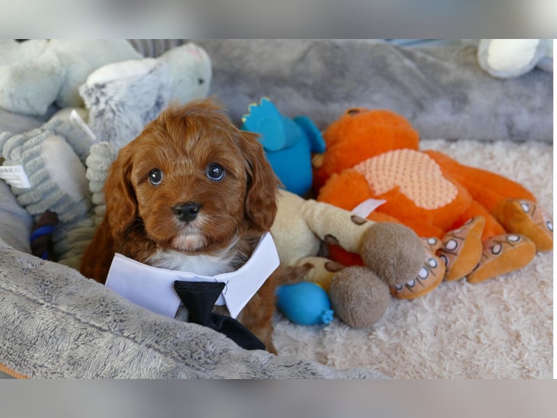 Wunderschöne Cavapoo Welpen F1 (Toypudel/Zwergpudel + Cavalier King Charles Spaniel) mit Ahnentafel