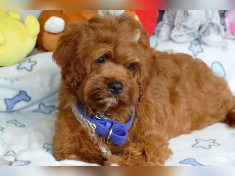 Wunderschöne Cavapoo Welpen F1 (Toypudel/Zwergpudel + Cavalier King Charles Spaniel) mit Ahnentafel