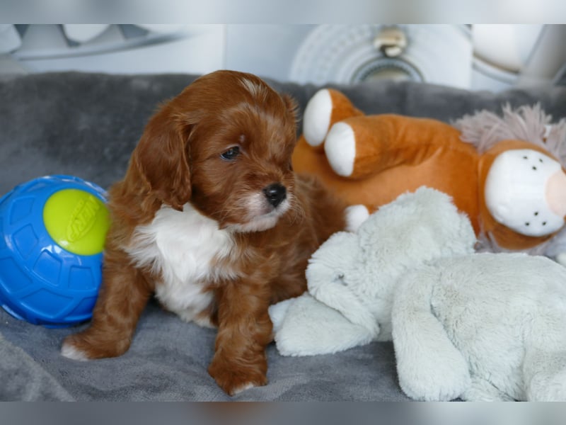 Wunderschöne Cavapoo Welpen F1 (Toypudel/Zwergpudel + Cavalier King Charles Spaniel) mit Ahnentafel