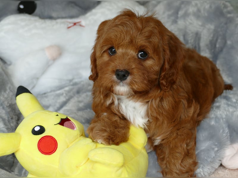Wunderschöne Cavapoo Welpen F1 (Toypudel/Zwergpudel + Cavalier King Charles Spaniel) mit Ahnentafel
