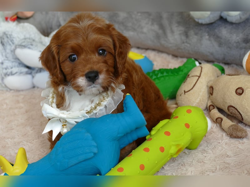Wunderschöne Cavapoo Welpen F1 (Toypudel/Zwergpudel + Cavalier King Charles Spaniel) mit Ahnentafel