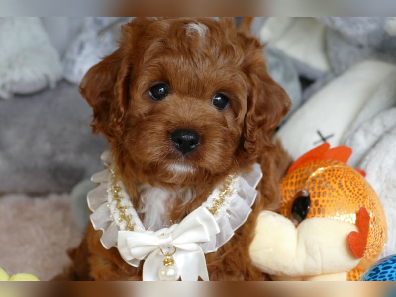 Wunderschöne Cavapoo Welpen F1 (Toypudel/Zwergpudel + Cavalier King Charles Spaniel) mit Ahnentafel