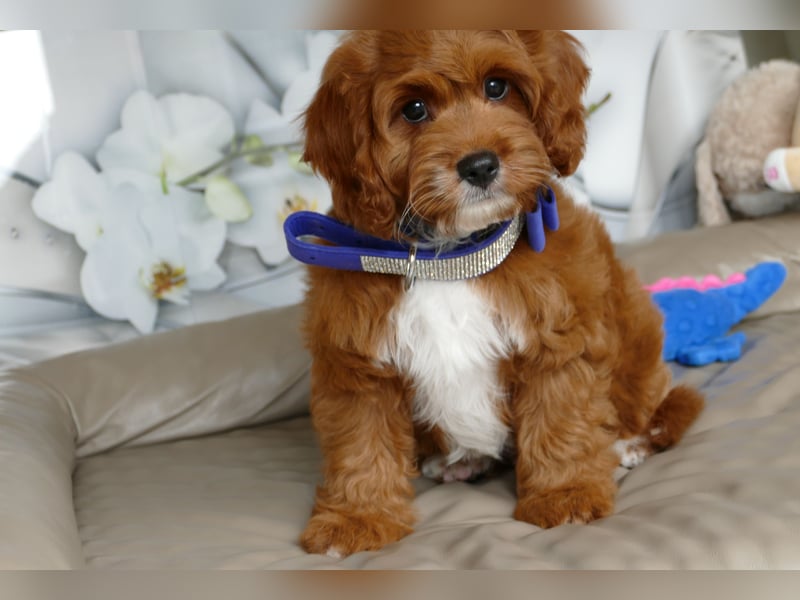 Wunderschöne Cavapoo Welpen F1 (Toypudel/Zwergpudel + Cavalier King Charles Spaniel) mit Ahnentafel