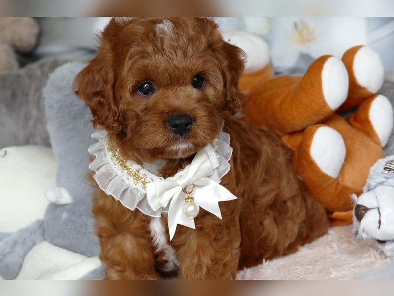 Wunderschöne Cavapoo Welpen F1 (Toypudel/Zwergpudel + Cavalier King Charles Spaniel) mit Ahnentafel