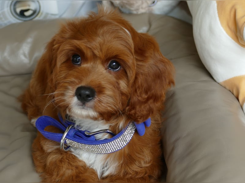 Wunderschöne Cavapoo Welpen F1 (Toypudel/Zwergpudel + Cavalier King Charles Spaniel) mit Ahnentafel