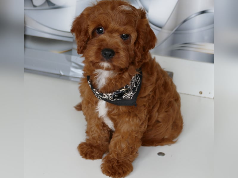 Wunderschöne Cavapoo Welpen F1 (Toypudel/Zwergpudel + Cavalier King Charles Spaniel) mit Ahnentafel
