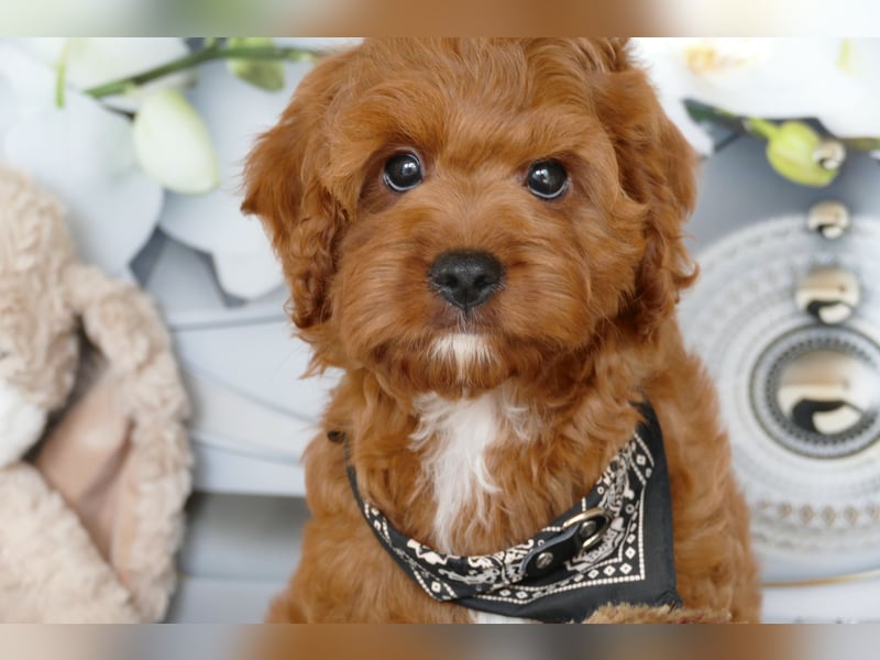 Wunderschöne Cavapoo Welpen F1 (Toypudel/Zwergpudel + Cavalier King Charles Spaniel) mit Ahnentafel