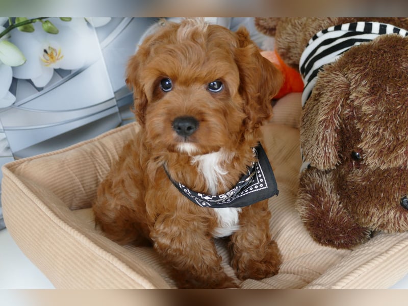 Wunderschöne Cavapoo Welpen F1 (Toypudel/Zwergpudel + Cavalier King Charles Spaniel) mit Ahnentafel