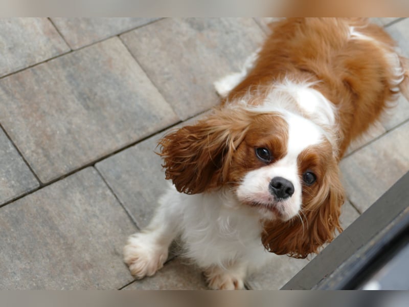 Wunderschöne Cavapoo Welpen F1 (Toypudel/Zwergpudel + Cavalier King Charles Spaniel) mit Ahnentafel
