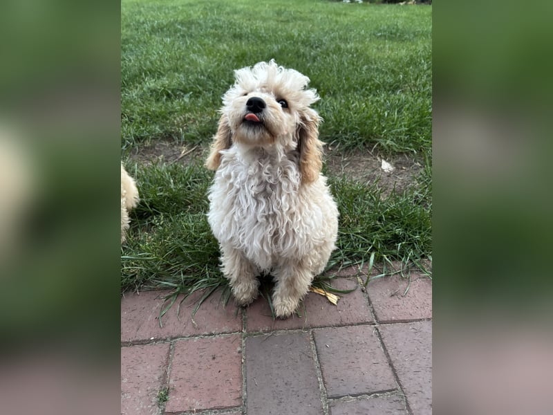 Cavapoo F1b Welpen