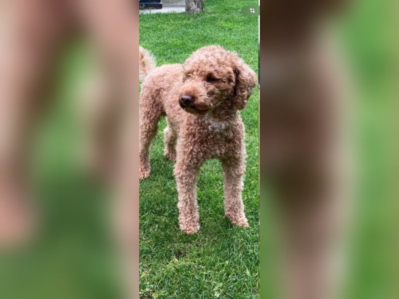 Cavapoo F1b Welpen