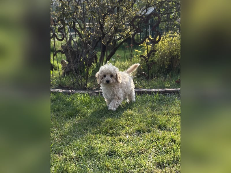 Cavapoo F1b Welpen
