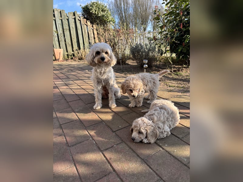 Cavapoo F1b Welpen
