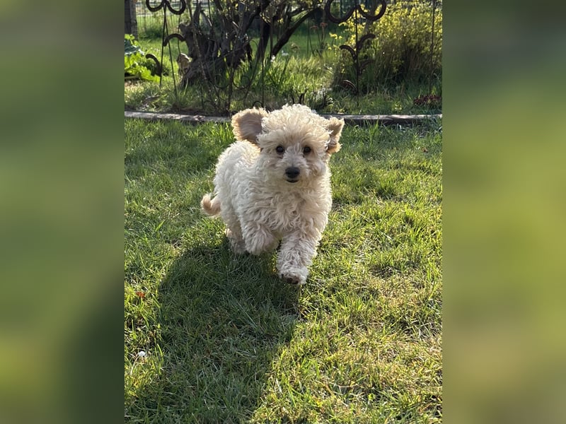 Cavapoo F1b Welpen