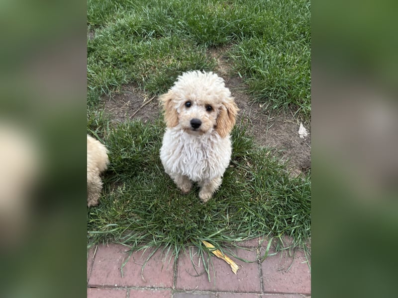 Cavapoo F1b Welpen