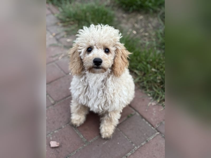 Cavapoo F1b Welpen