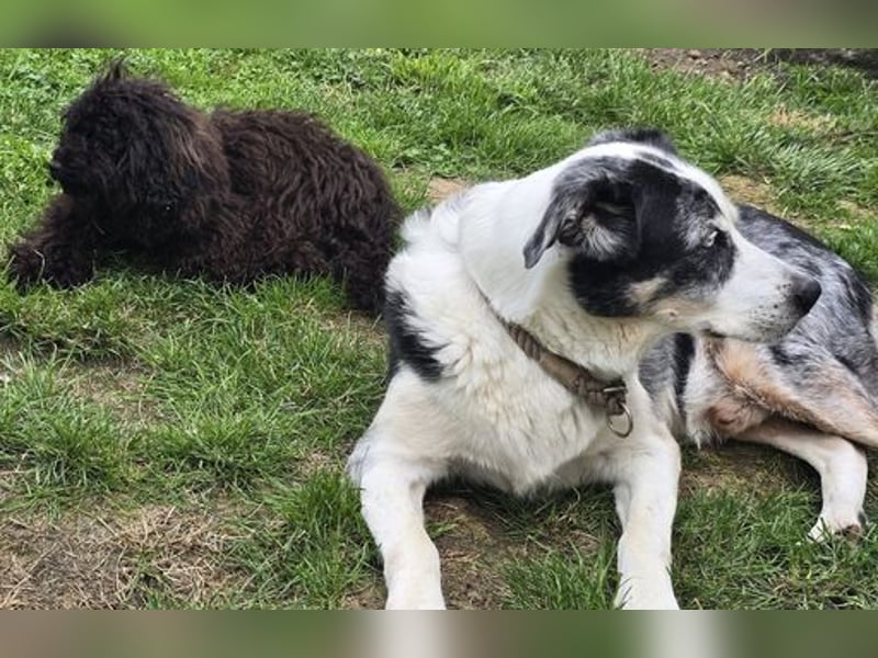 Zuhause gesucht für unseren kleinen Uwee