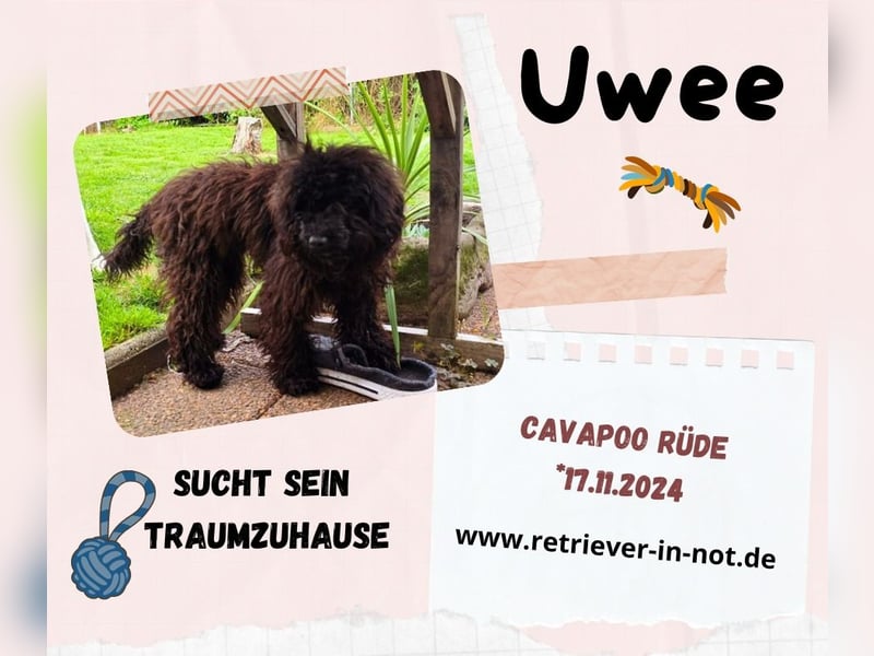 Zuhause gesucht für unseren kleinen Uwee