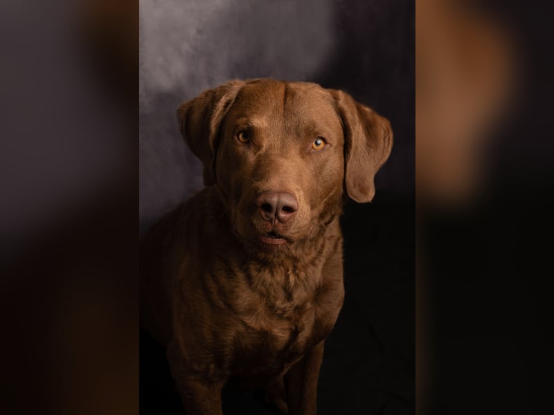 Bay Blaze - Chesapeake Bay Retriever