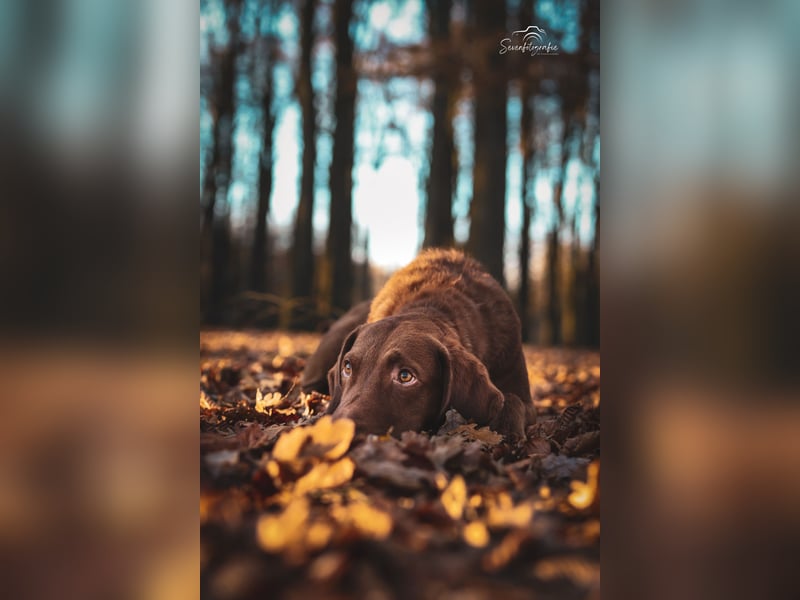 Bay Blaze - Chesapeake Bay Retriever
