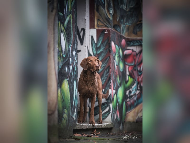 Bay Blaze - Chesapeake Bay Retriever