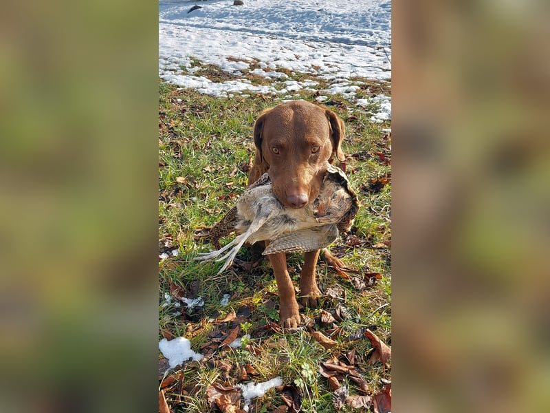 Bay Blaze - Chesapeake Bay Retriever