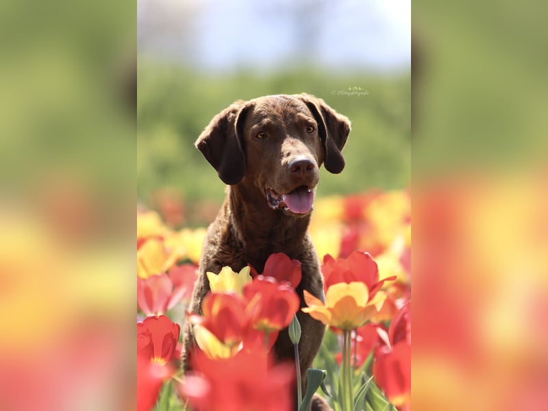 Bay Blaze - Chesapeake Bay Retriever