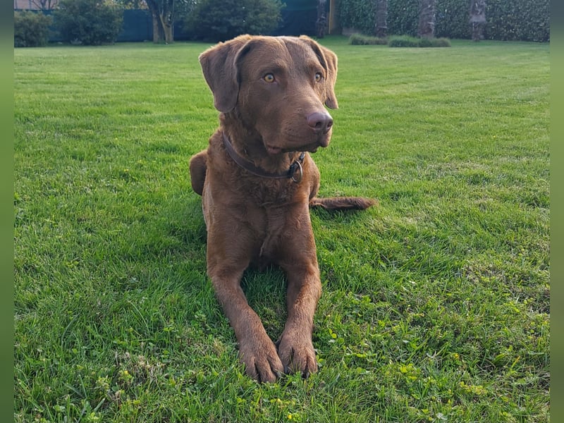 Bay Blaze - Chesapeake Bay Retriever