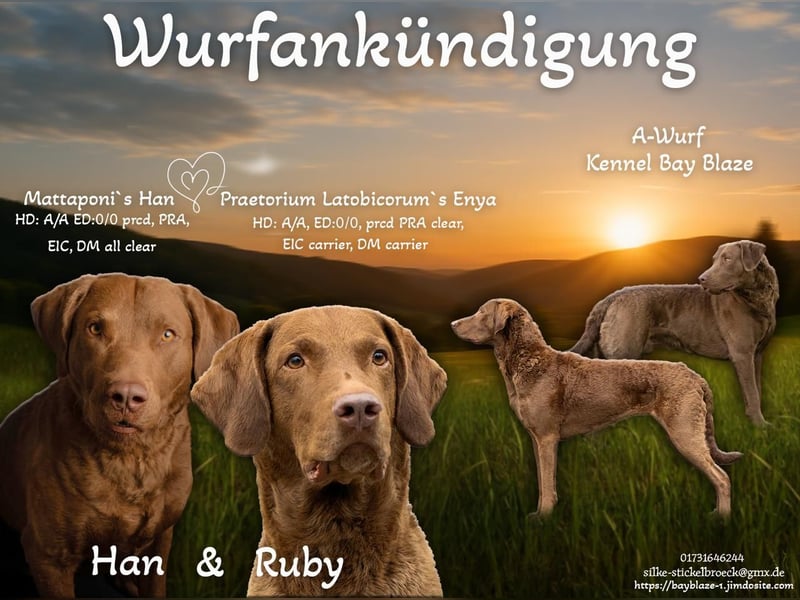 Bay Blaze - Chesapeake Bay Retriever