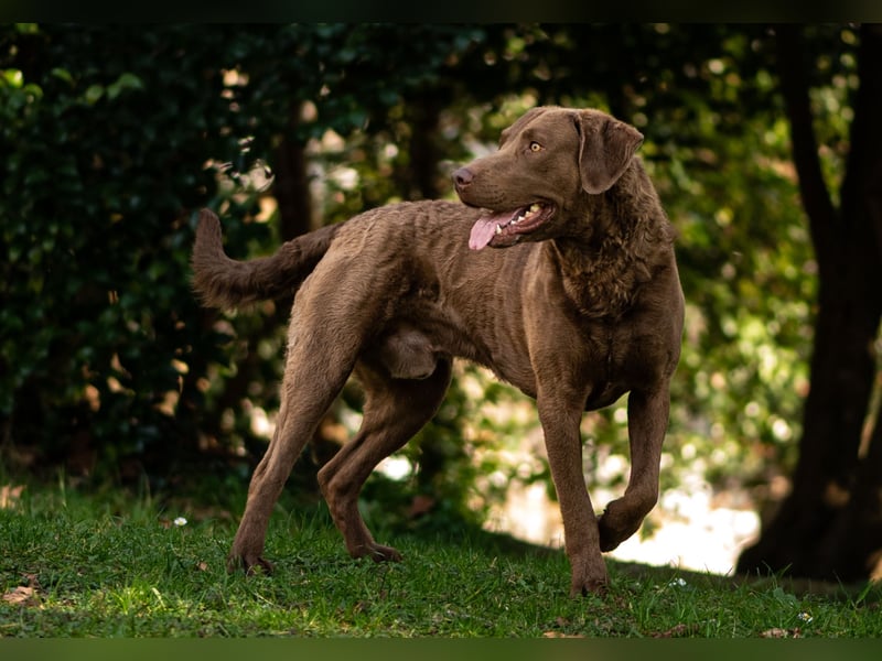 Bay Blaze - Chesapeake Bay Retriever