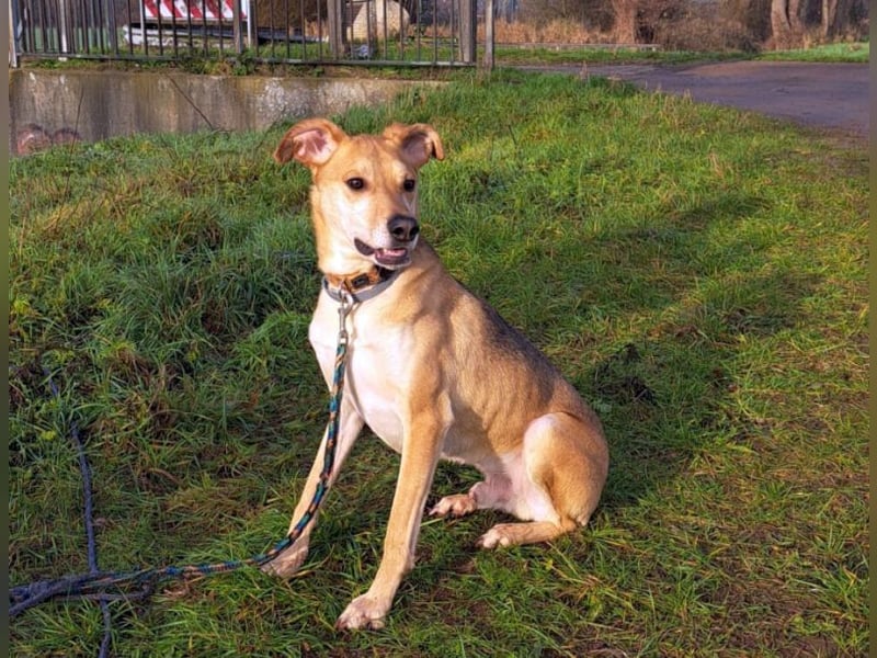 Mischlingsrüde "Figo" sucht Erfahrene Hundehalter