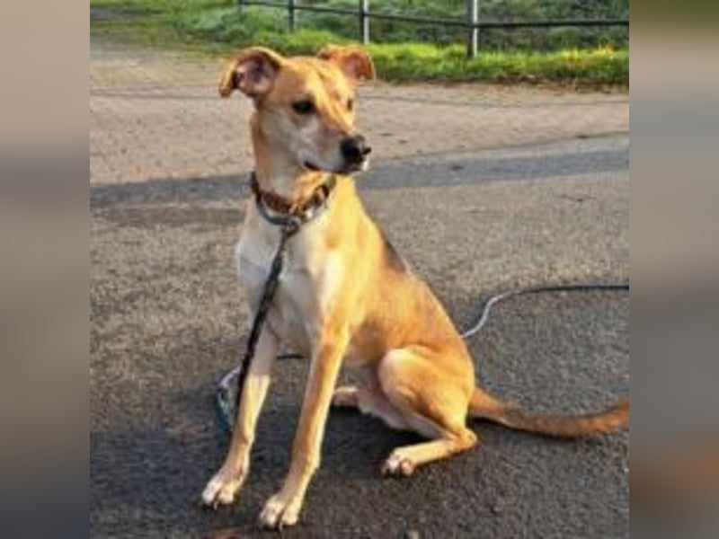 Mischlingsrüde "Figo" sucht Erfahrene Hundehalter