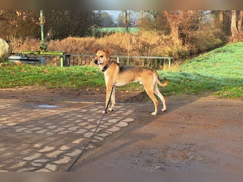 Mischlingsrüde "Figo" sucht Erfahrene Hundehalter