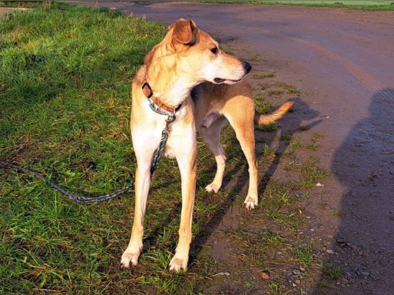 Mischlingsrüde "Figo" sucht Erfahrene Hundehalter