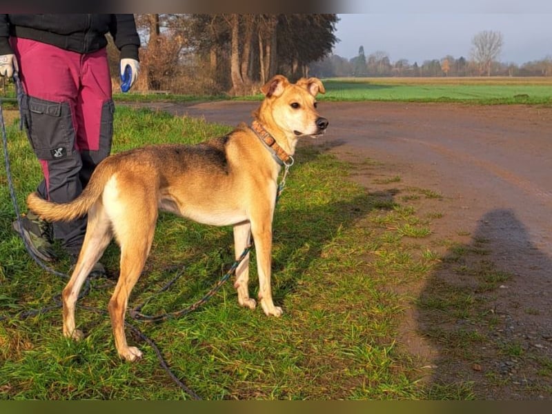 Mischlingsrüde "Figo" sucht Erfahrene Hundehalter