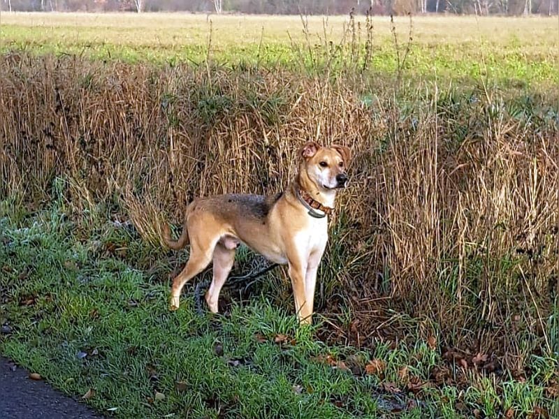 Mischlingsrüde "Figo" sucht Erfahrene Hundehalter
