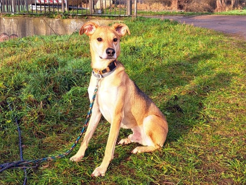 Mischlingsrüde "Figo" sucht Erfahrene Hundehalter