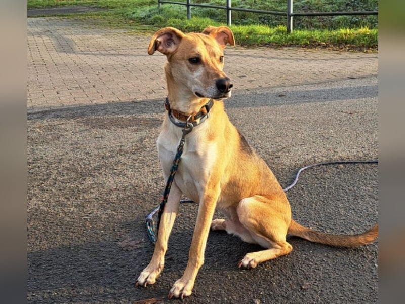 Mischlingsrüde "Figo" sucht Erfahrene Hundehalter