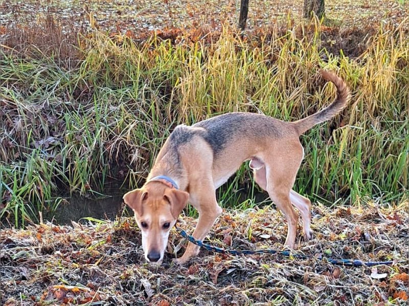 Mischlingsrüde "Figo" sucht Erfahrene Hundehalter