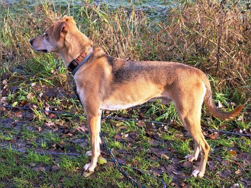 Mischlingsrüde "Figo" sucht Erfahrene Hundehalter