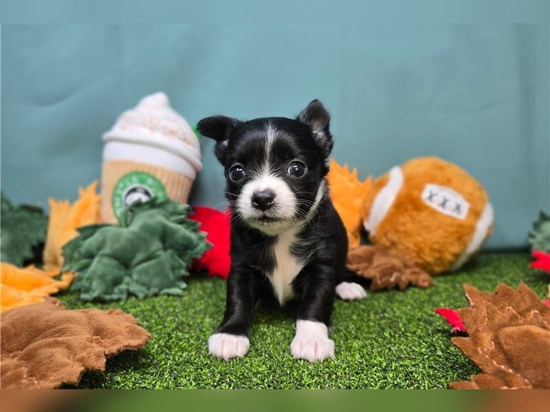 Chihuahua   Hündin – geimpft, entwurmt, gechipt, mit EU-Heimtierausweis
