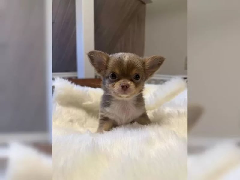 Chihuahua Hündin – geimpft, entwurmt, gechipt, mit EU-Heimtierausweis