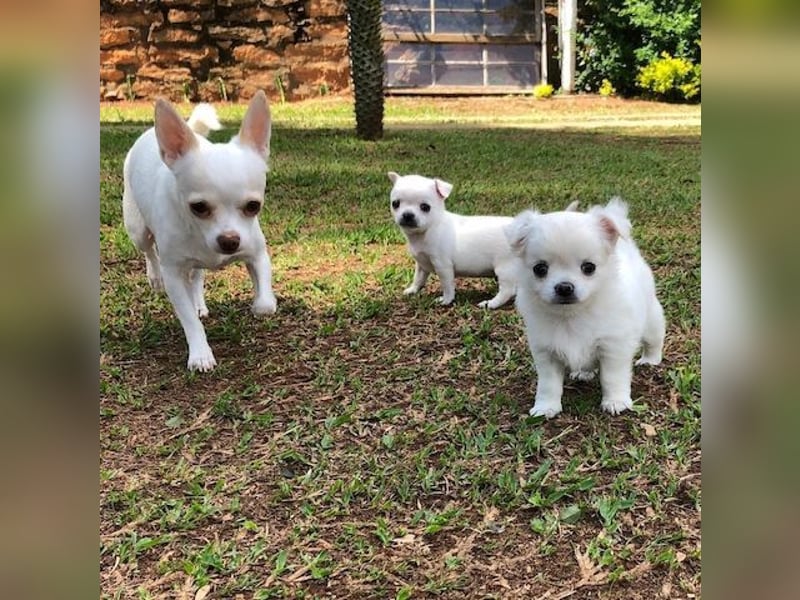 Chihuahua Hündin – geimpft, entwurmt, gechipt, mit EU-Heimtierausweis