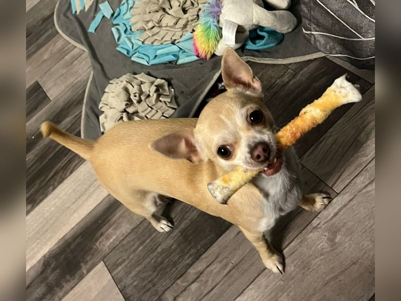Chihuahua