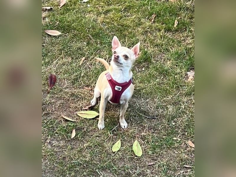 Chihuahua
