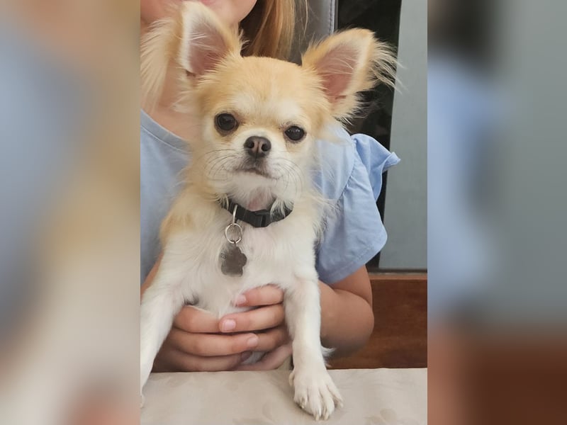 Chihuahua. Rüde. Kastriert