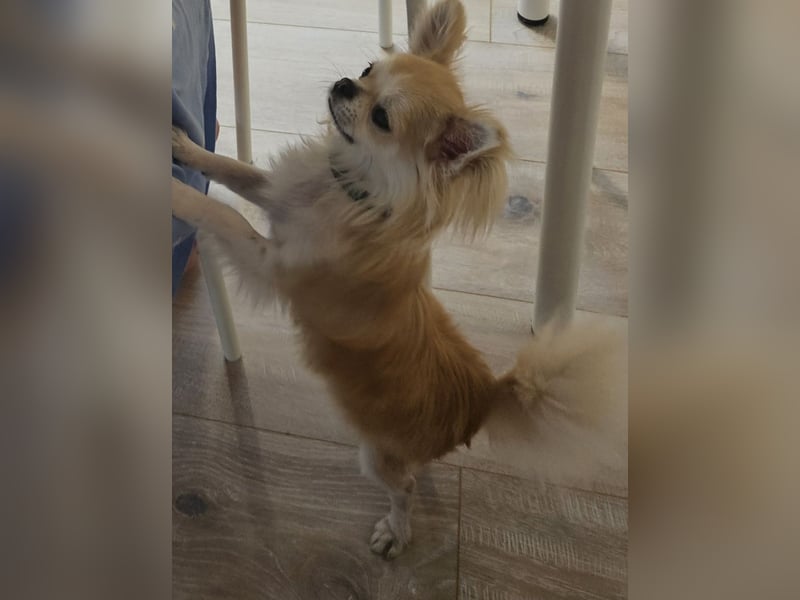 Chihuahua. Rüde. Kastriert