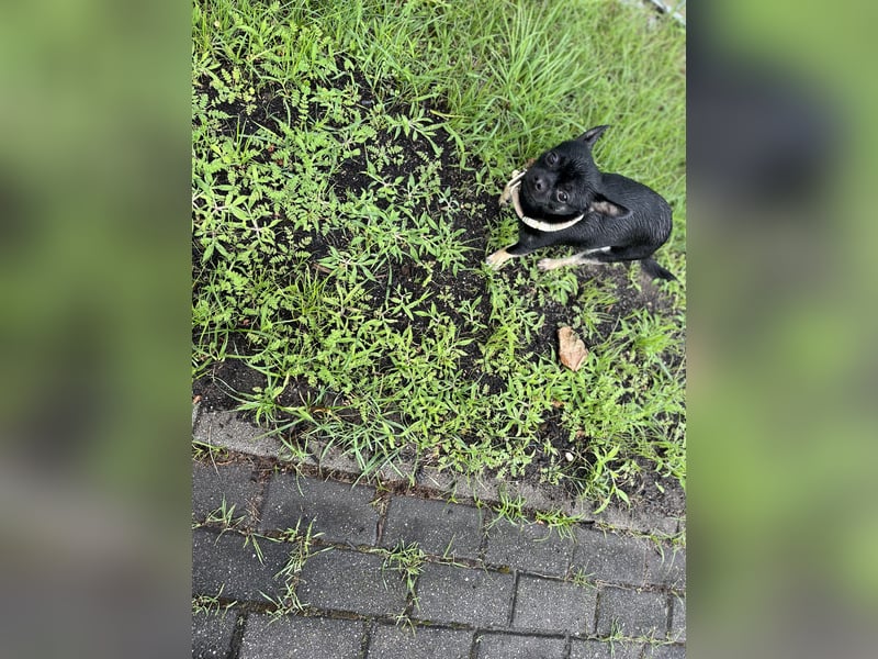 Charmanter Chihuahua-Deckrüde sucht Damenbekanntschaften ✨
