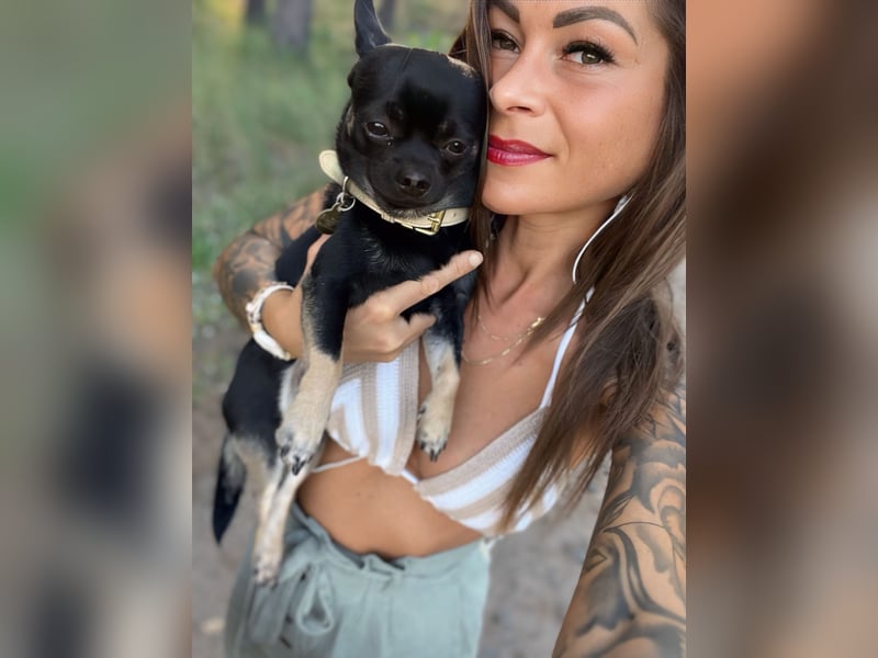 Charmanter Chihuahua-Deckrüde sucht Damenbekanntschaften ✨